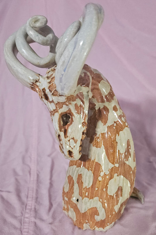 Spirula, Manna Doll